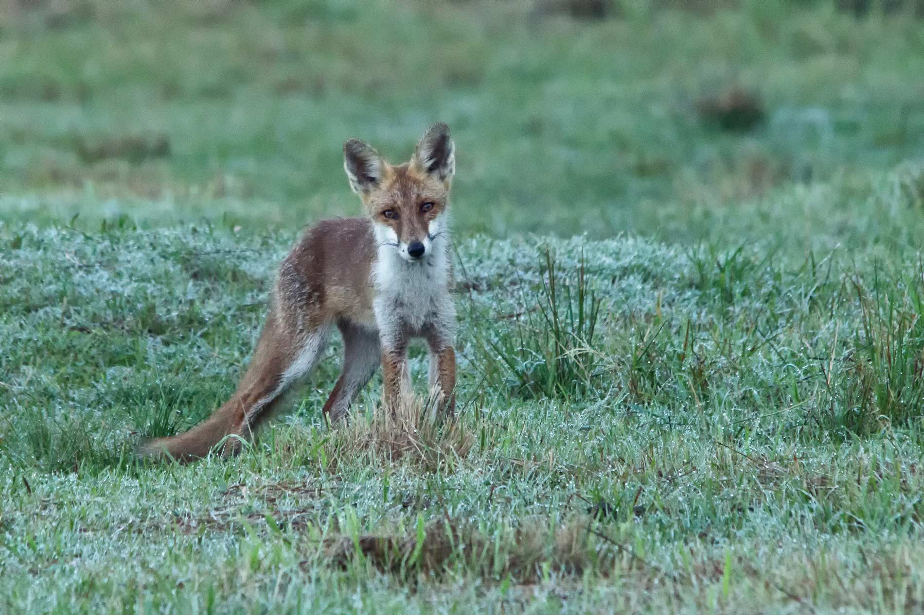 Giovane Volpacchiotto.